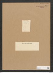 Diatomeae indet. Zeichnungen Sammlung Grunow Nr. 2813 (NHMW-BOT-W0370114)